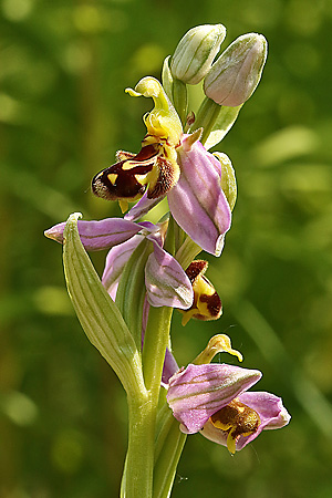 Ophrys apifera