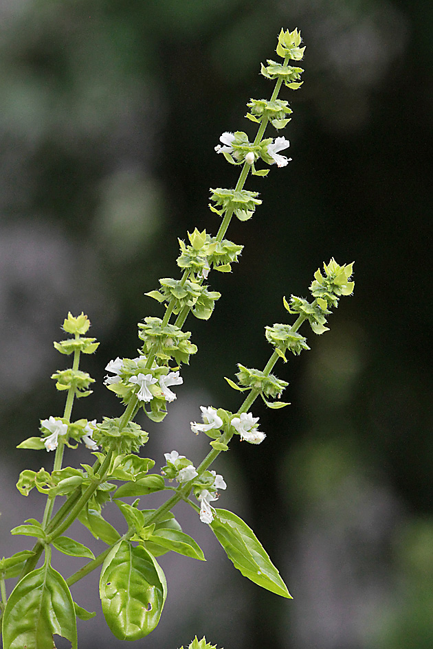 Ocimum basilicum