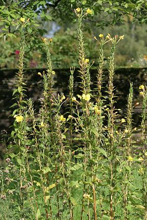 Oenothera biennis
