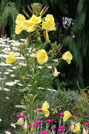 Oenothera biennis