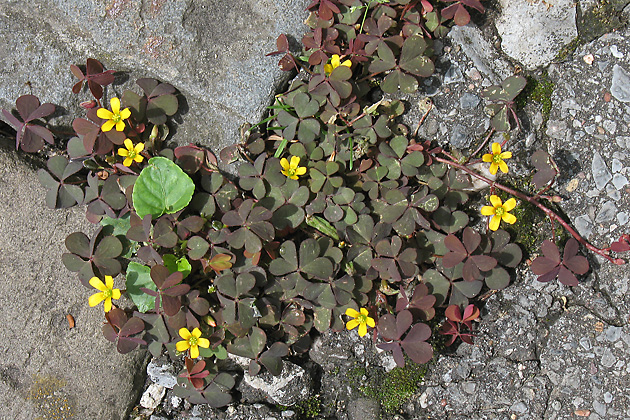 Horn-Sauerklee - Oxalis corniculata