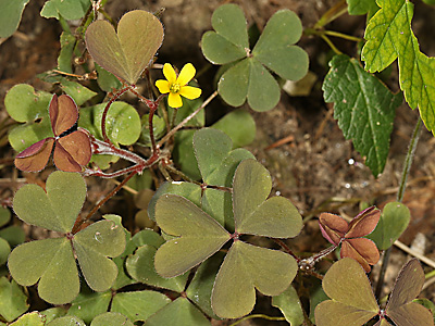 Horn-Sauerklee - Oxalis corniculata