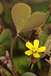 Horn-Sauerklee - Oxalis corniculata