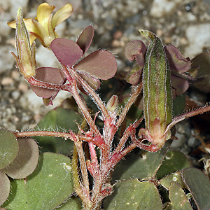 Horn-Sauerklee - Oxalis corniculata