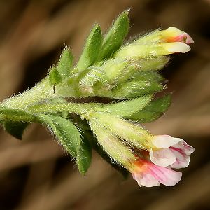 Ornithopus perpusillus