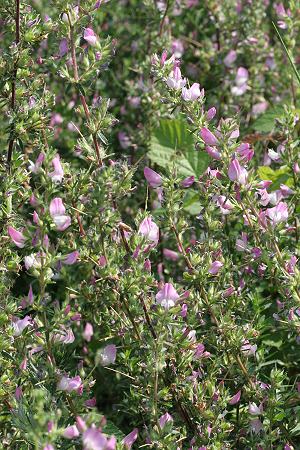 Ononis spinosa