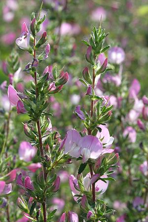 Ononis spinosa