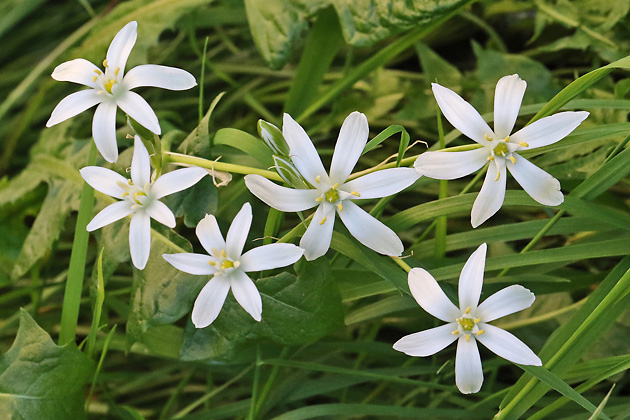 Ornithogalum umbellatum