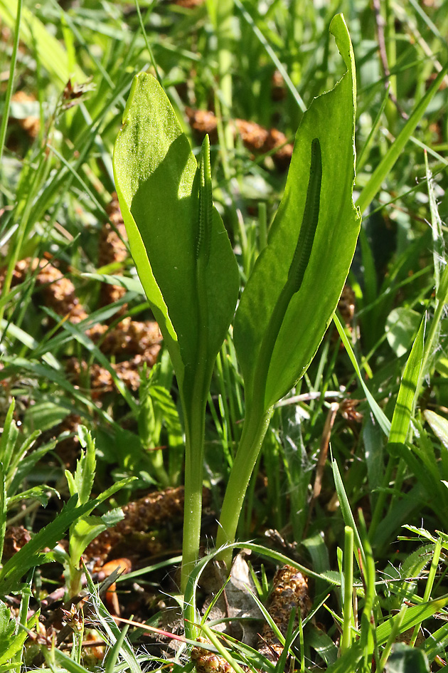 Ophioglossum vulgatum (28.4.2022) Ophioglossum vulgatum