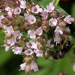 Origaum vulgare + Macropis europaea