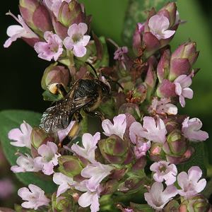 Origaum vulgare + Macropis europaea