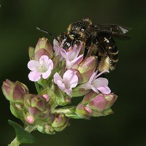 Origaum vulgare + Macropis europaea