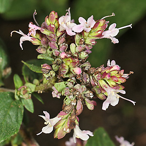 Origaum vulgare
