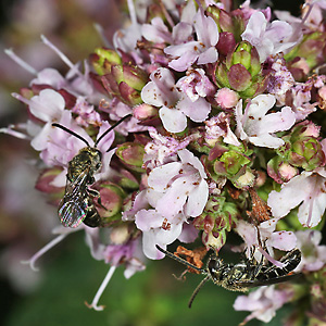Origaum vulgare + Lasioglossum