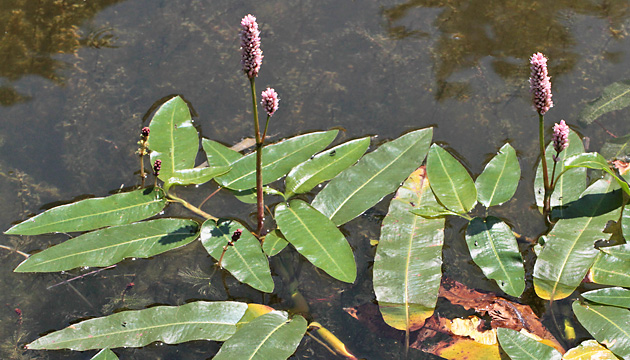 Persicaria amphibia
