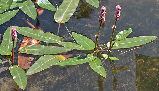 Persicaria amphibia