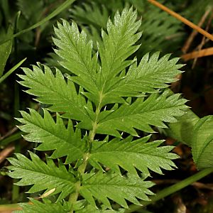 Potentilla anserina