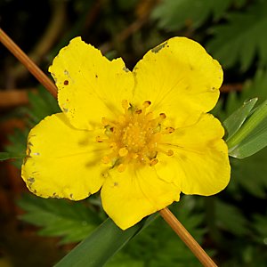 Potentilla anserina