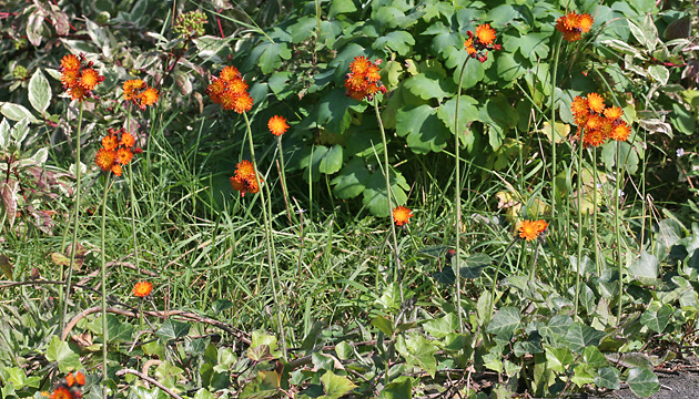 Pilosella aurantiaca