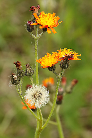 Pilosella aurantiaca