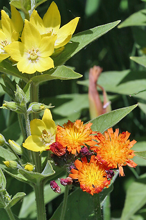 Pilosella aurantiaca