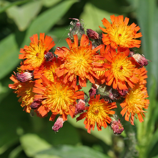 Pilosella aurantiaca