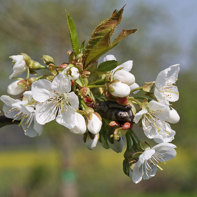 Prunus avium