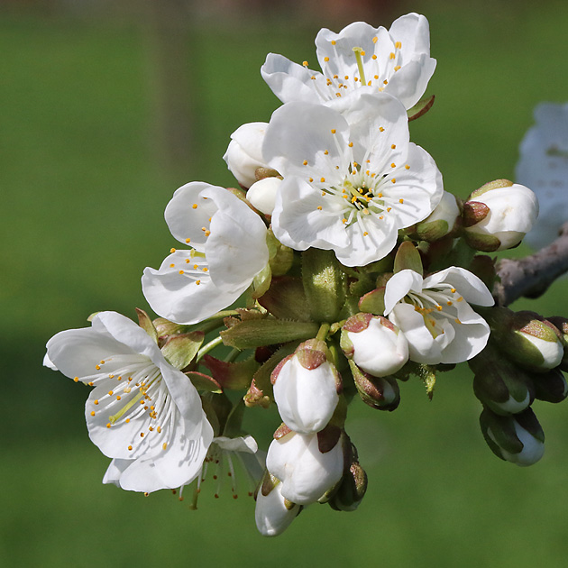 Prunus avium