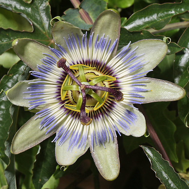 Passiflora caerula