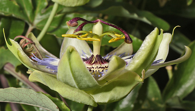 Passiflora caerula