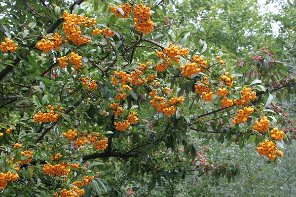 Pyracantha coccinea