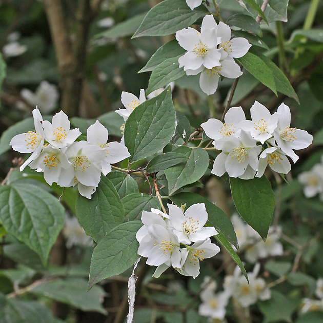 Philadelphus coronarius
