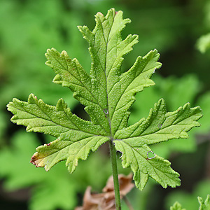 Pelargonium cucullatum