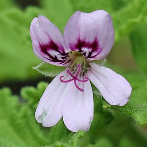 Pelargonium cucullatum