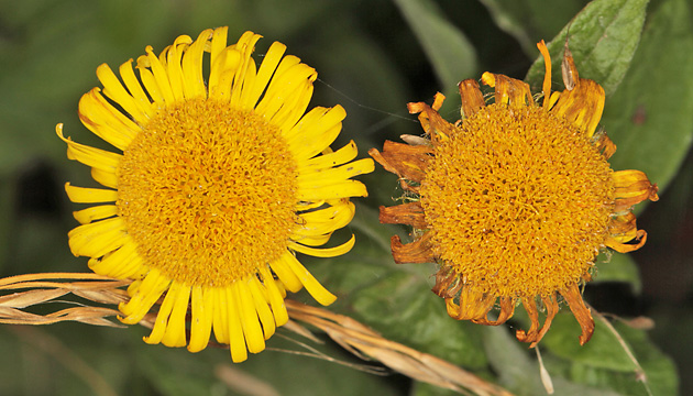 Pulicaria dysenterica