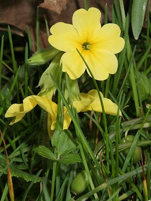 Primula elatior