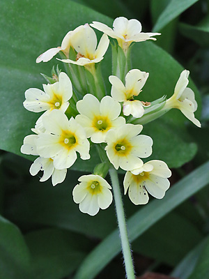 Primula elatior