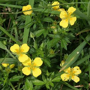 Potentilla erecta