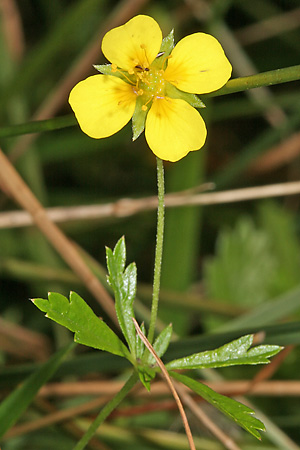 Potentilla erecta
