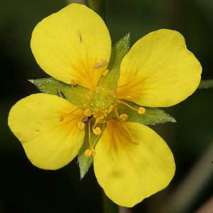 Potentilla erecta