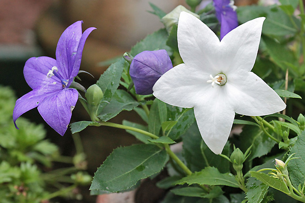 Platycodon grandiflorus