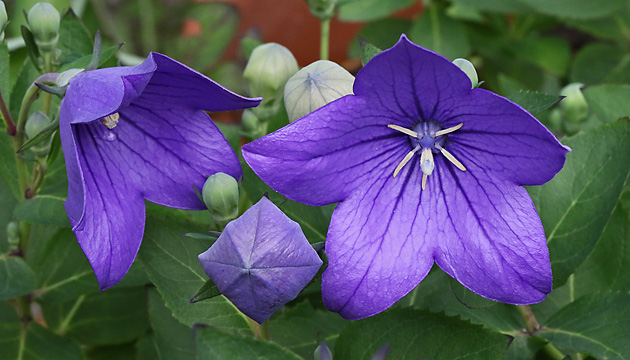 Platycodon grandiflorus
