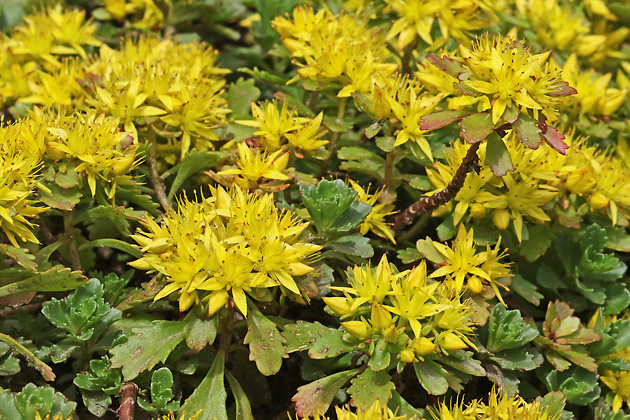 Phedimus kamtschaticus