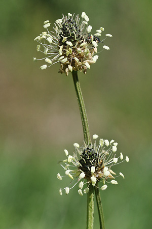 Plantago lanceolata
