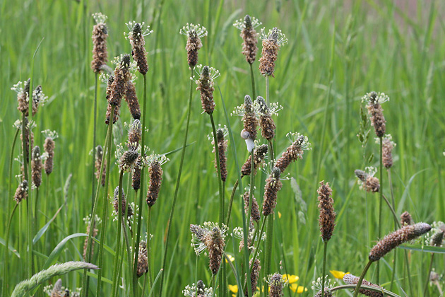 Plantago lanceolata