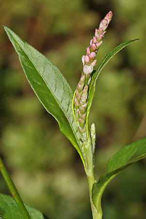 Persicaria maculosa