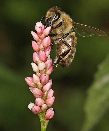 Persicaria maculosa