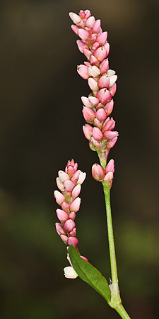 Persicaria maculosa