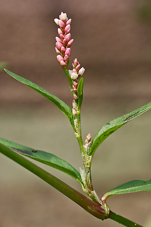 Persicaria maculosa