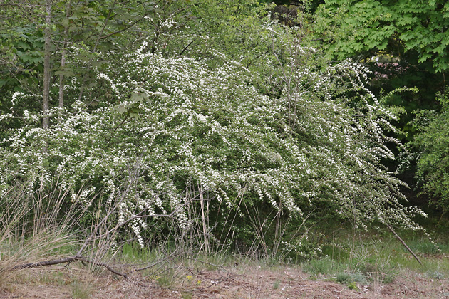 Prunus padus
